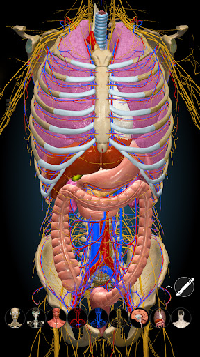 Anatomy Learning By Dr. Blanco