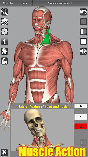 3D Anatomy