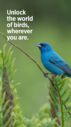 Audubon Bird Guide