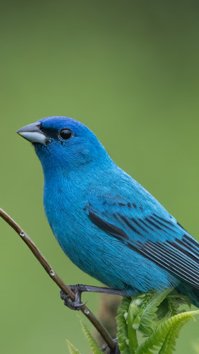 Audubon Bird Guide