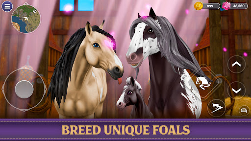 Star Equestrian - Horse Ranch