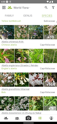 PlantNet Plant Identification