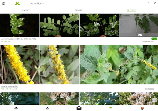 PlantNet Plant Identification