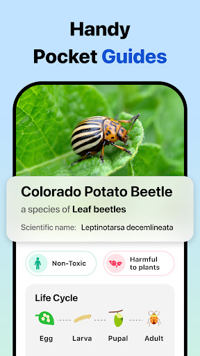 Picture Insect: Bug Identifier